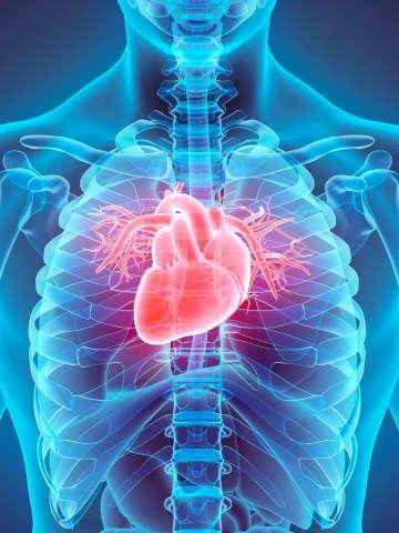 心脏图解|心脏/心血管服务